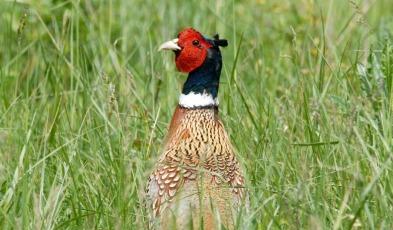 pamatters.com | Game Commission Announces Pheasant Stocking Plans